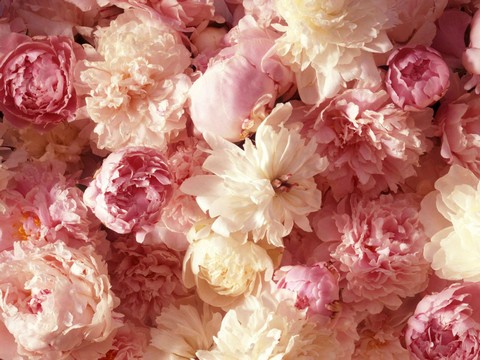 НАВСТРЕЧУ СЧАСТЬЮ