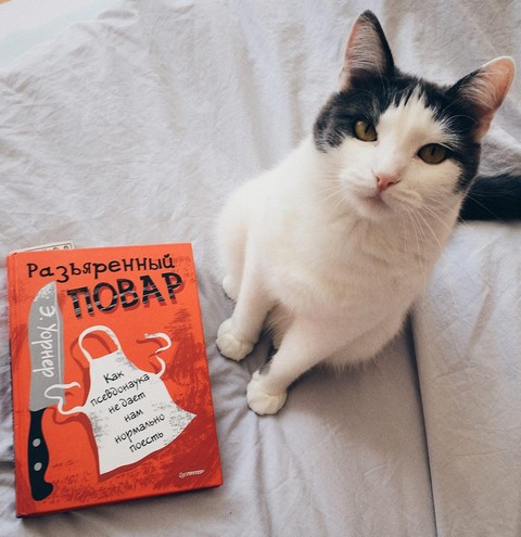 Книжки и котики