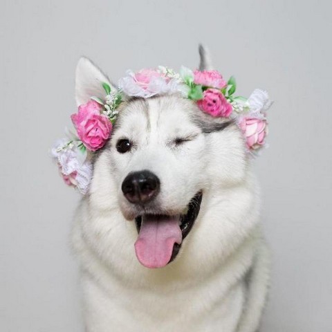 Канал для любителей собак