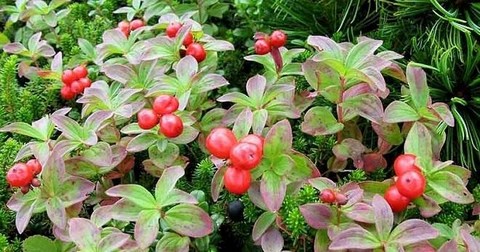 Хабаровск. Сироп клопвки с Сахалина