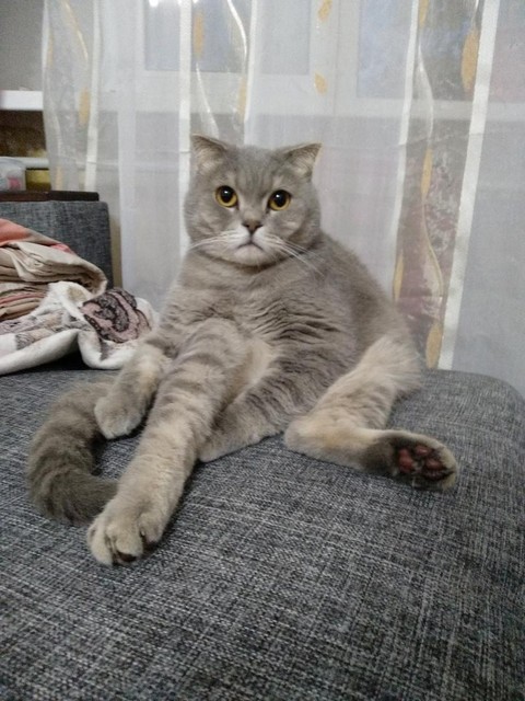 Мурчащий Барсимилиан