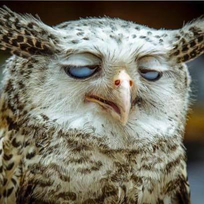 Жители Германии