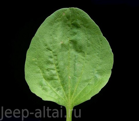 Куда мне это приложить