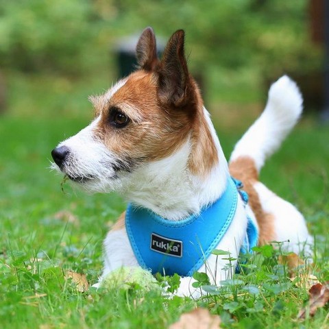 О чем молчат животные