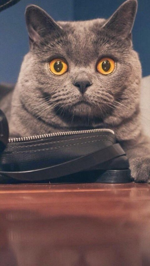 Обои на каждый день