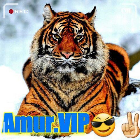Amur.VIP