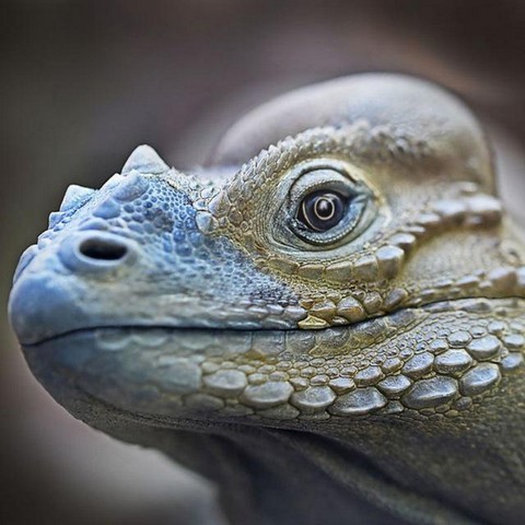 Лысые на каждый день