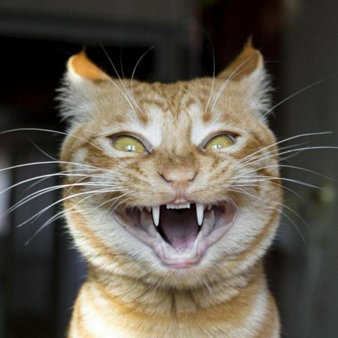 Всратые кошки