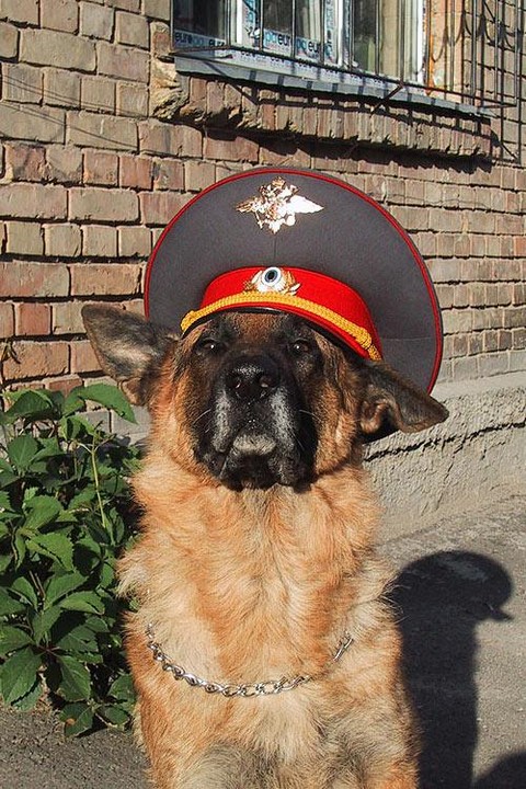 Возвращение Мухтара