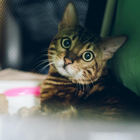 Все о кошках