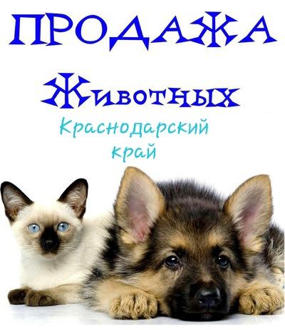 Продажа! Обмен! Животные Крамнодарский край!