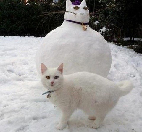 Котики головного мозга