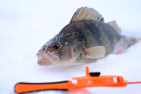 Канал о рыбалке