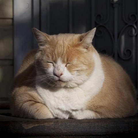 ▲Выжить на сотку▲