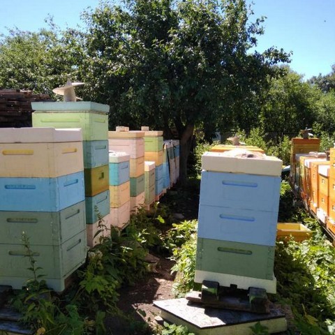 Мёд и пчелопродукты от пчеловода