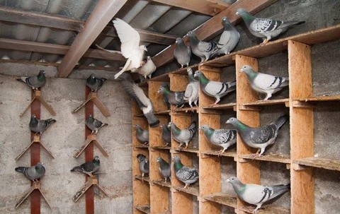 Любители голубей