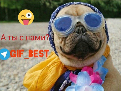GIF BEST