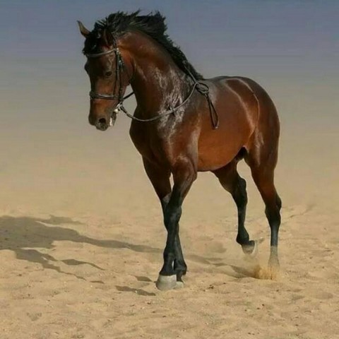 Собираем большой чат