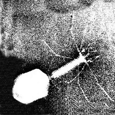 Микроскопия в движении