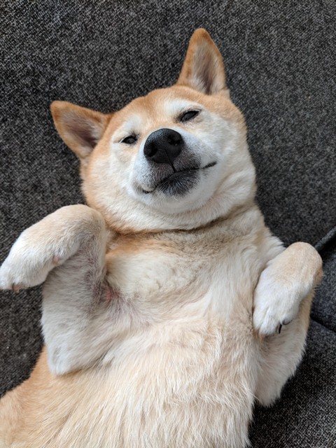 Сиба-ину на каждый день