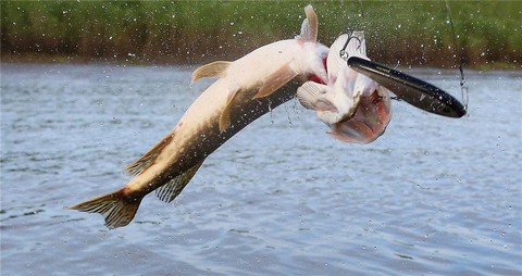 Рыбалка/ Мой улов