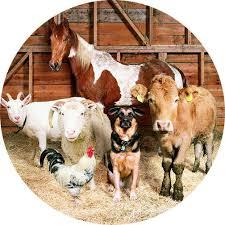 Продажа обмен С/Х животных