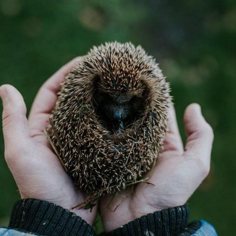 Альбом сохраненных фотографий