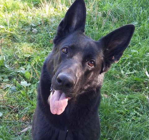 Душа в душу с собакой