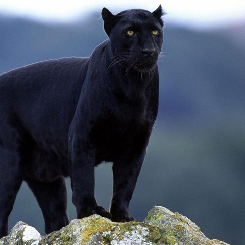 В мире дикой природы