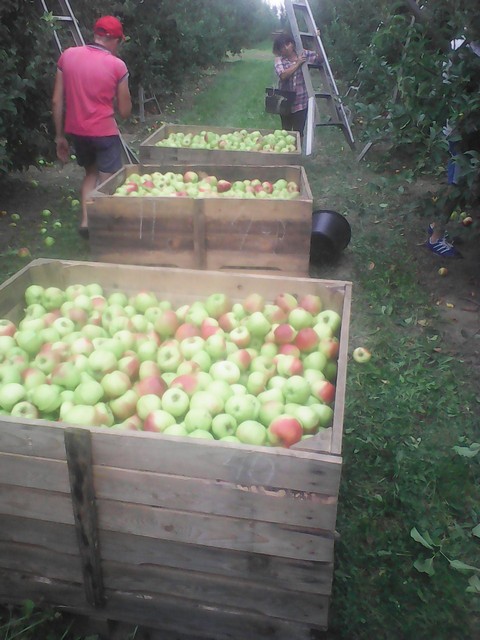 Работа в саду Краснодар