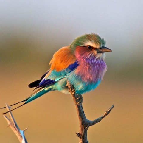 Пинь, Пинь, Пинь