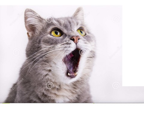 Kot_Traider (Crypto news GROUP)