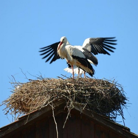 Вся Беларусь