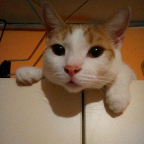 Кошки-божки