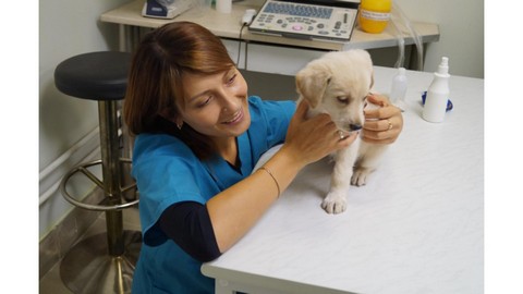 Ветеринарная клиника «Толстый Лори»