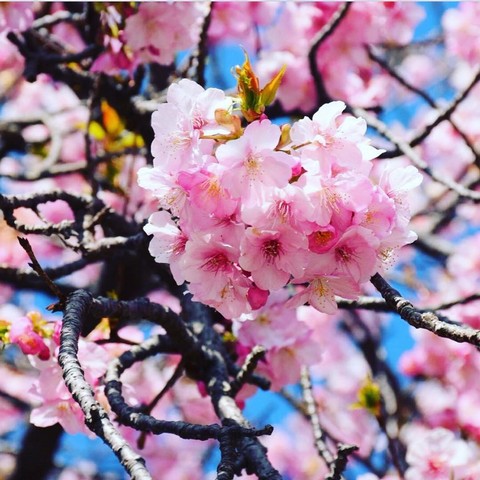 Страна Восходящего Солнца