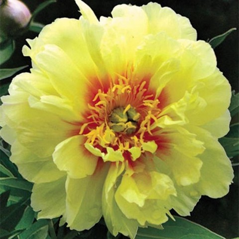 Байкальский садовод