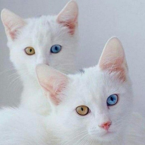 Всякие баяны