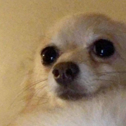 Топовые мемы