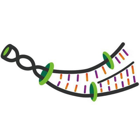 Bioengineering Clarion