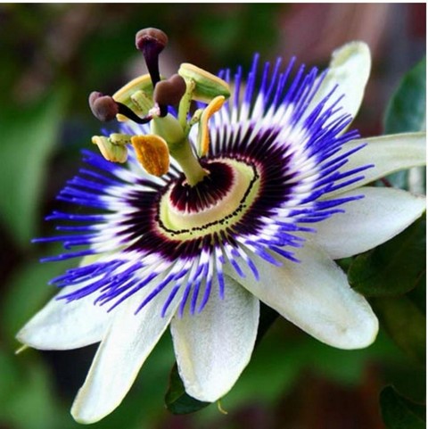 Цветомания. Кубань