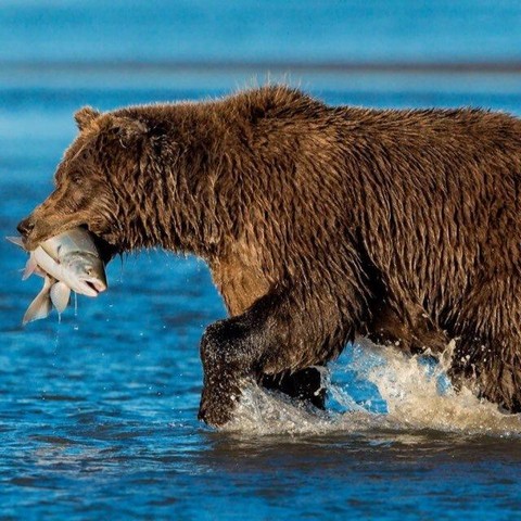 Рыбопродукция. Экспедирование. Владивосток