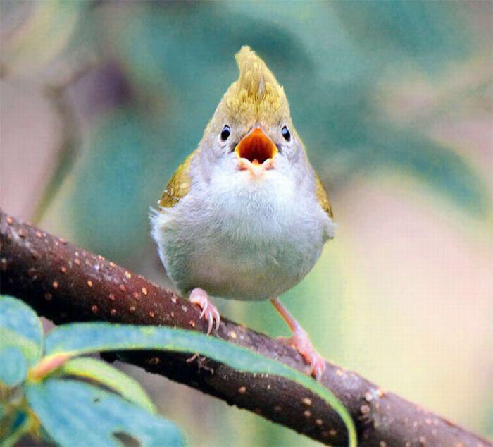 Заметки Утренней Птички