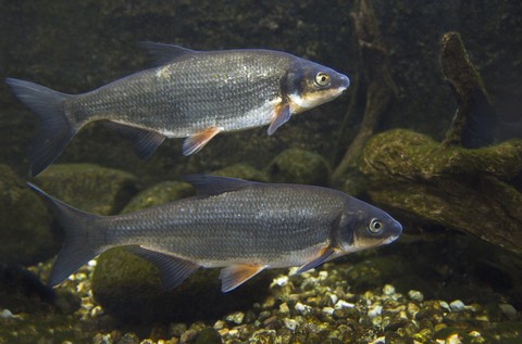 Куплю горбушу, кету (сырец!) от 500 кг.