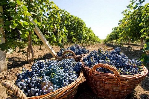 Винный блог