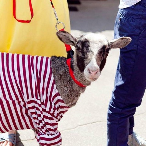 Будни московского барана