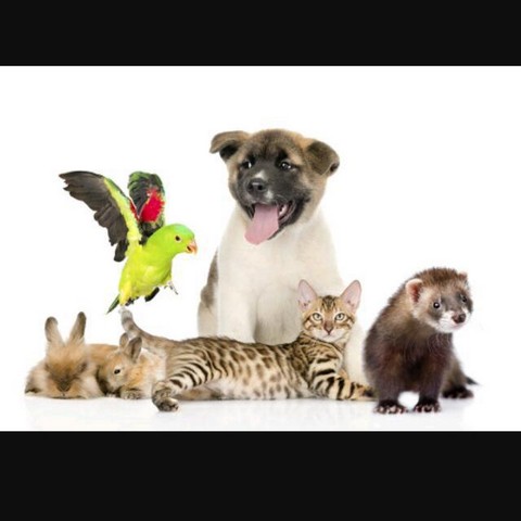 Для Любителей Домашних животных!