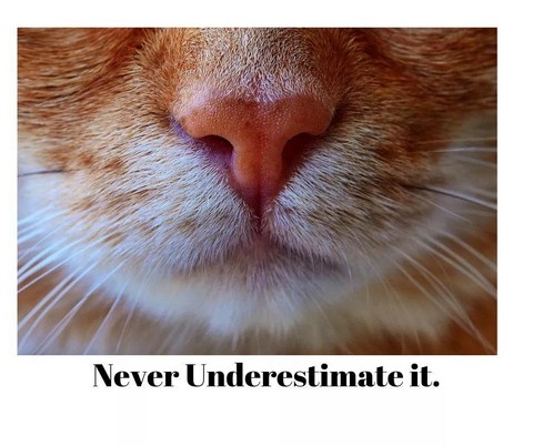 Английский с кошками. Котицизм. Коты. Кошки. Котята