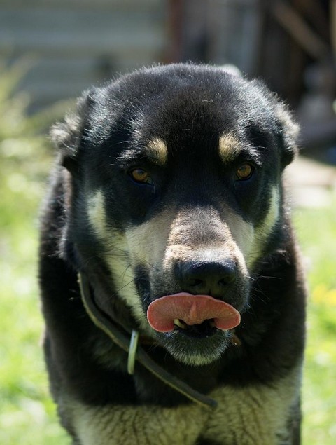 Ахенгард. Дрессировка собак. Аборигенные САО