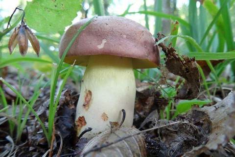 Грибники РФ